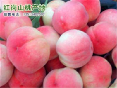 满城盛同农产品销售官方 保定满城红岗山桃原产地及多元化农产品供应